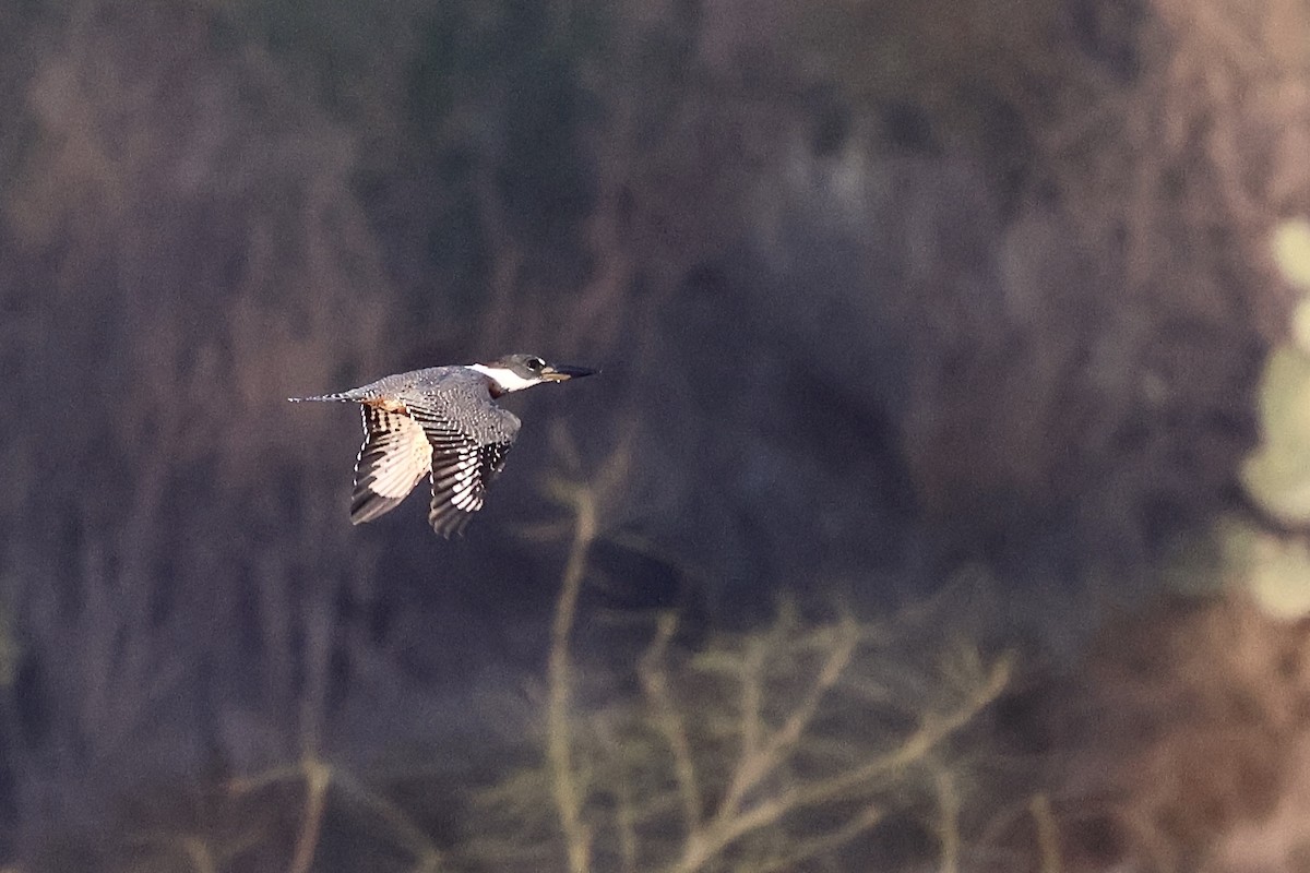 Ringed Kingfisher - ML647796928