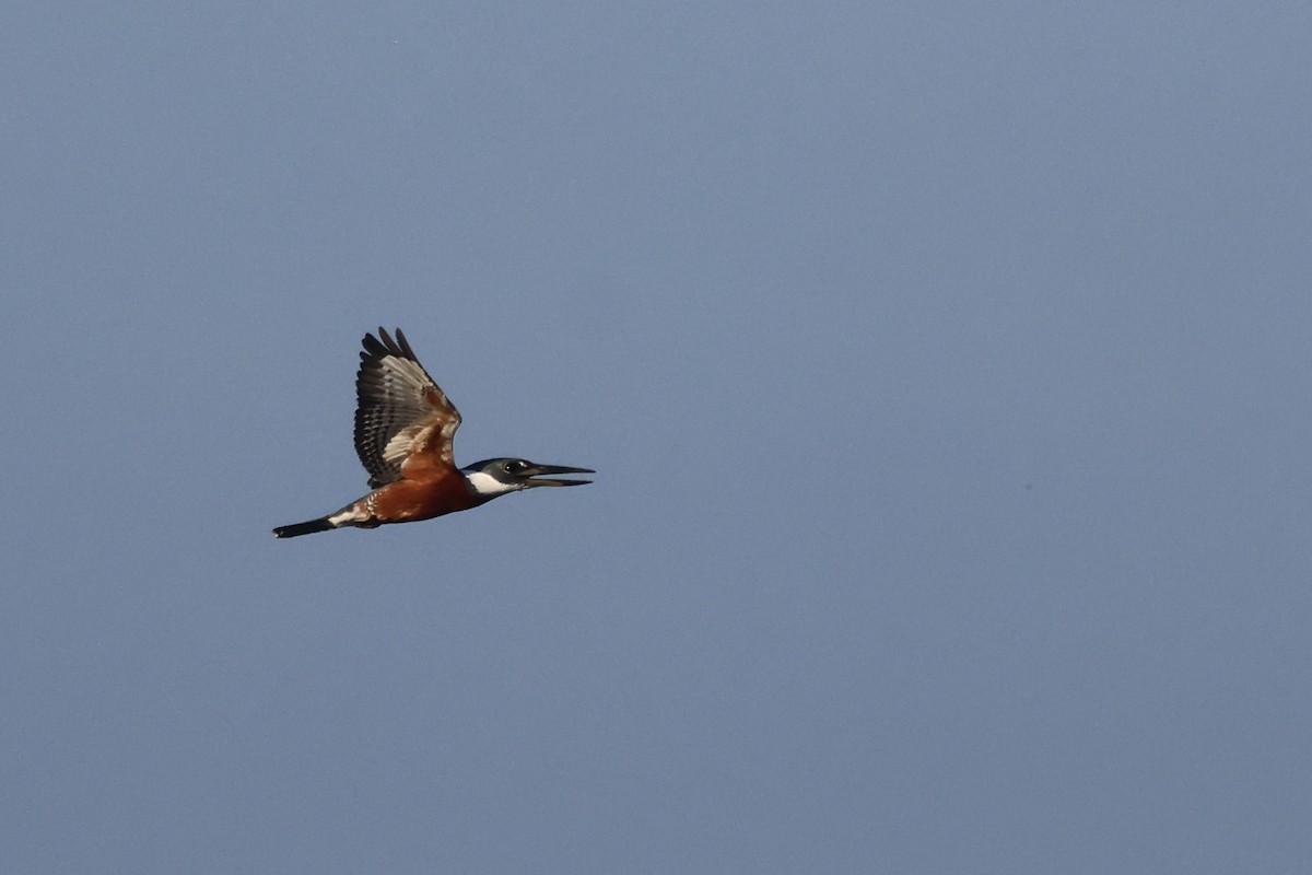 Ringed Kingfisher - ML647796929