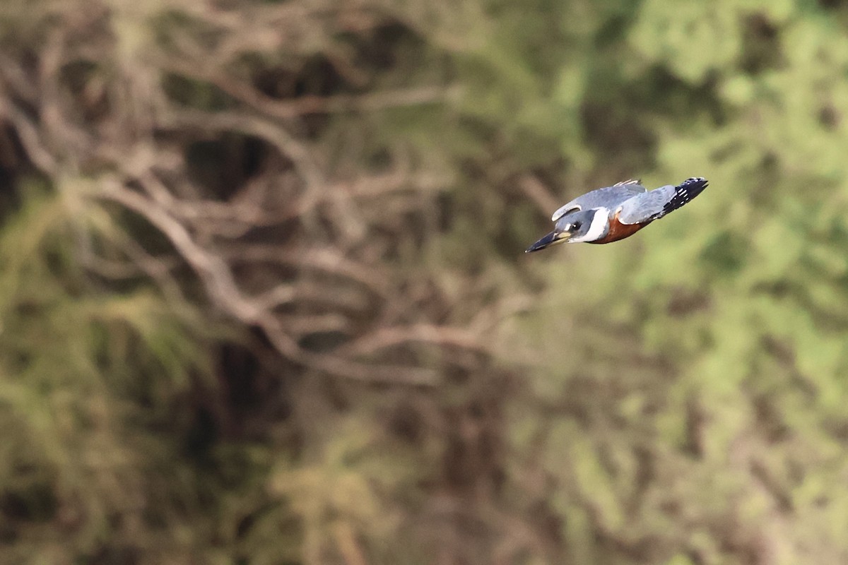 Ringed Kingfisher - ML647796930