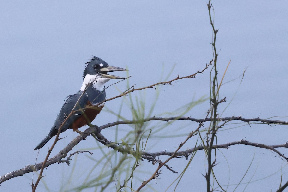 Ringed Kingfisher - ML647796931