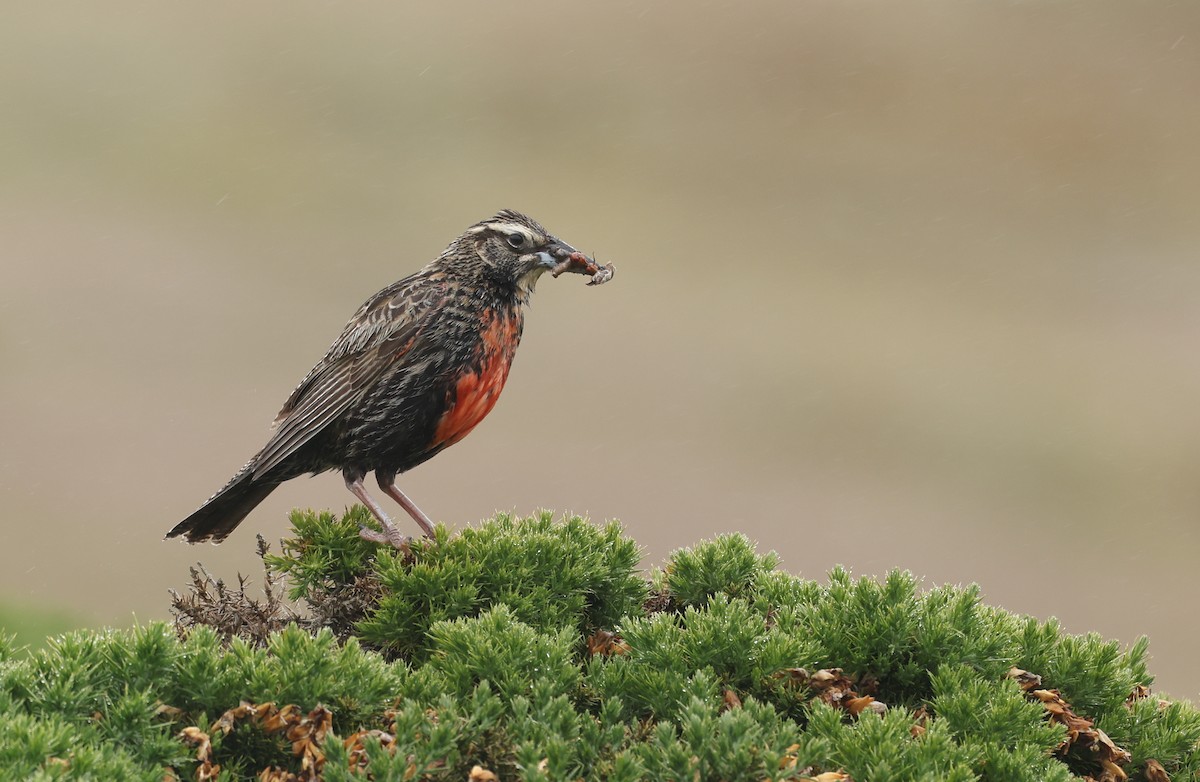 Long-tailed Meadowlark - ML647796933