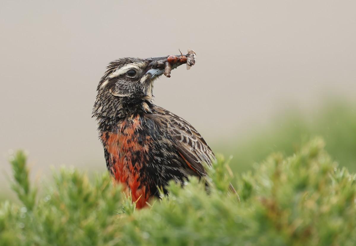Long-tailed Meadowlark - ML647796934