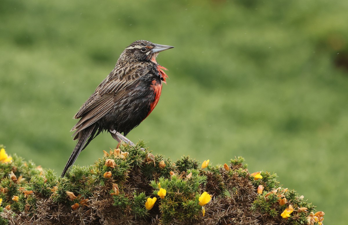 Long-tailed Meadowlark - ML647796935