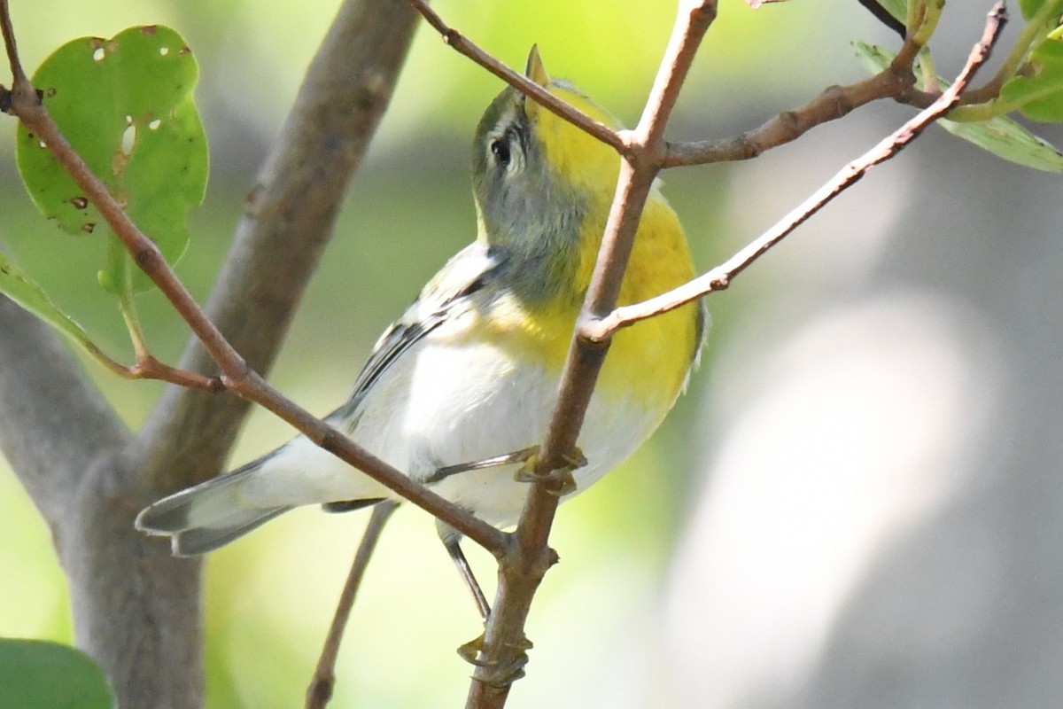 Northern Parula - ML647796937