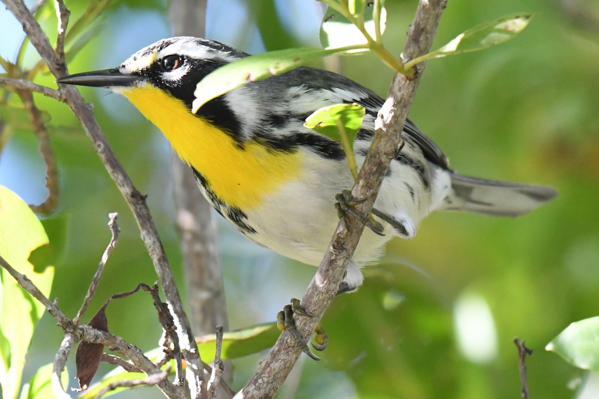 Yellow-throated Warbler - ML647796955