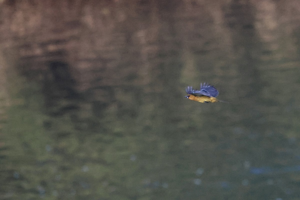 Altamira Oriole - ML647796963