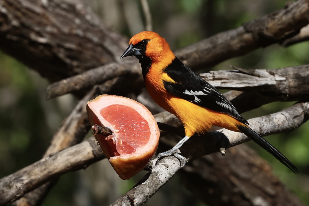 Altamira Oriole - ML647796964