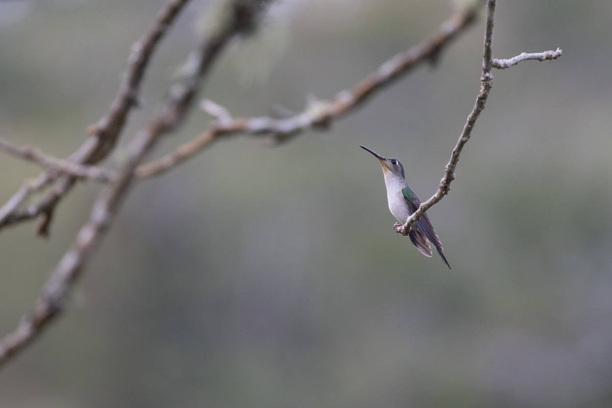 Wedge-tailed Sabrewing - ML647796966