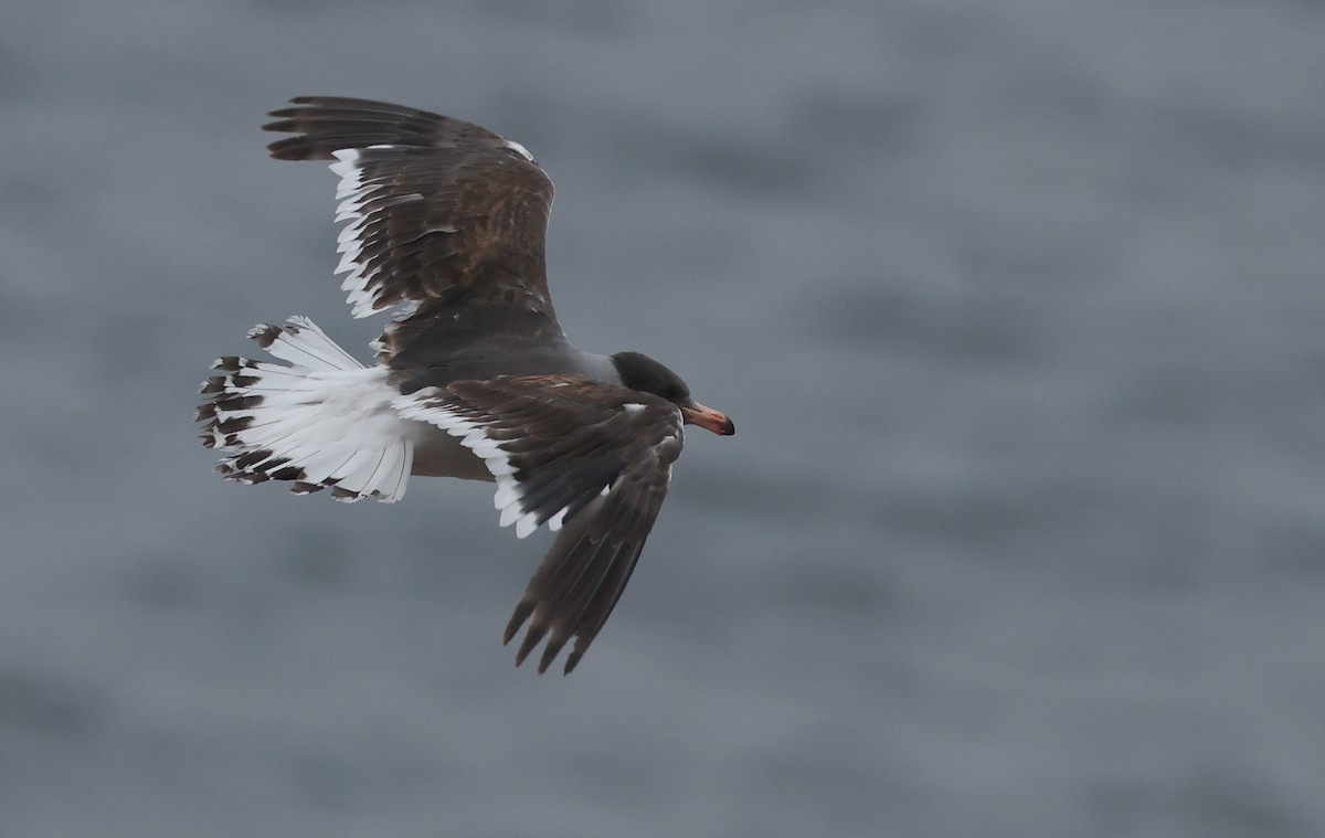 Dolphin Gull - ML647796970