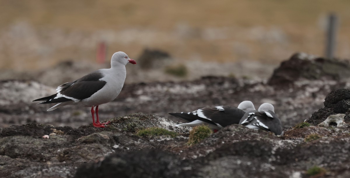 Dolphin Gull - ML647796971