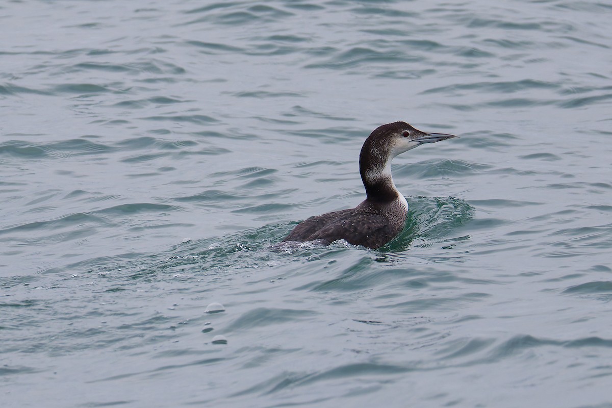Common Loon - ML647796973