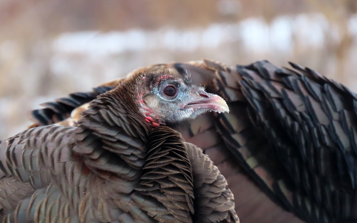 Wild Turkey - ML647797017