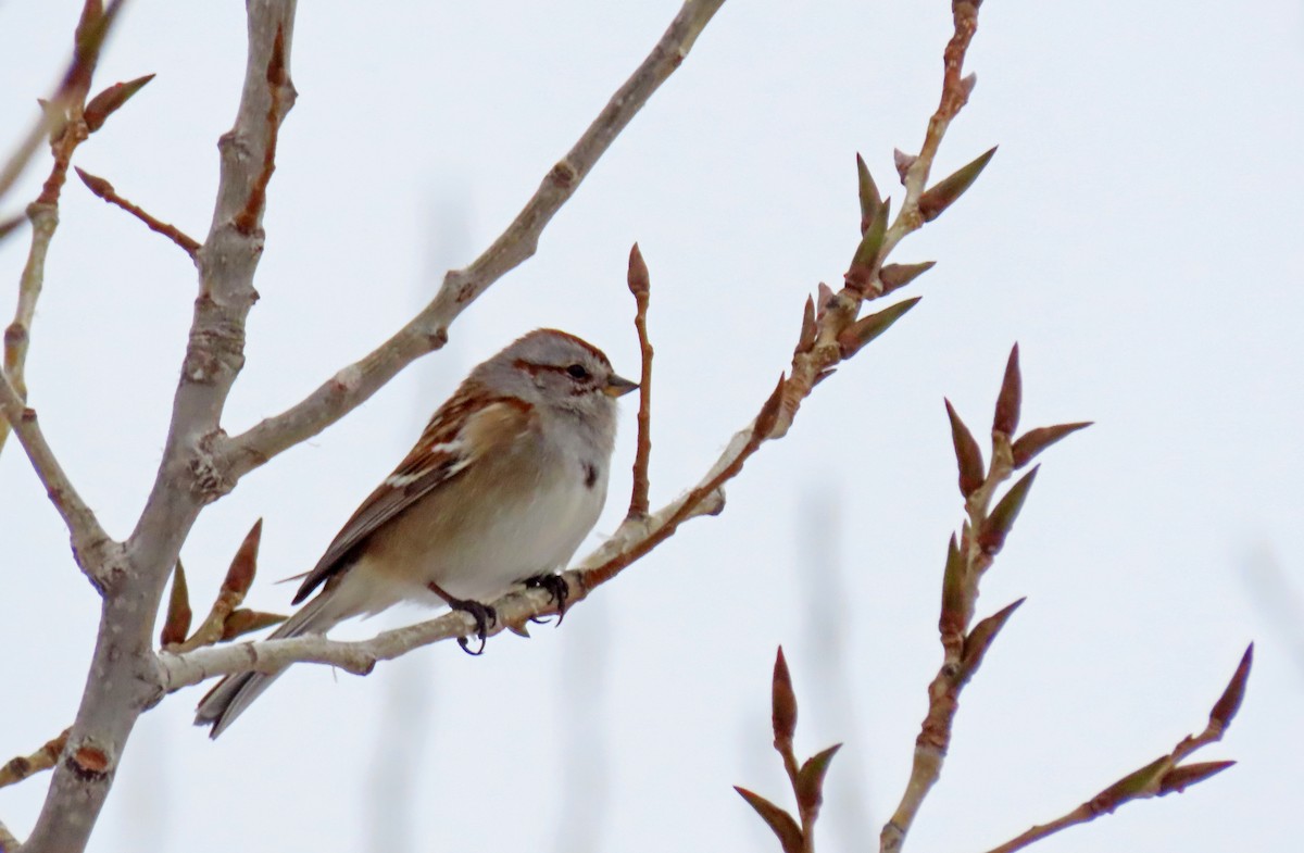 Пасовник північний - ML647797042