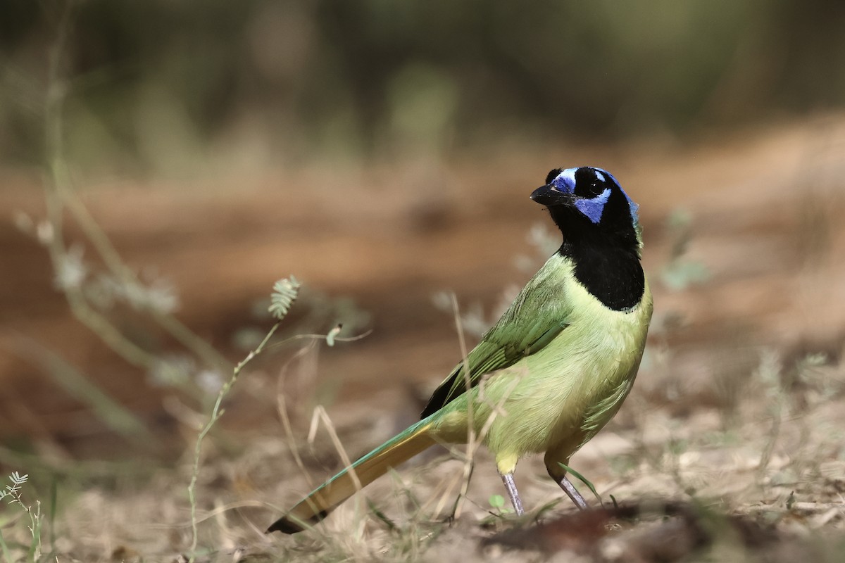 インカサンジャク - ML647797056