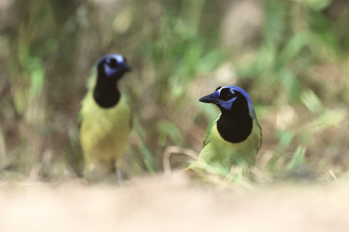 インカサンジャク - ML647797057