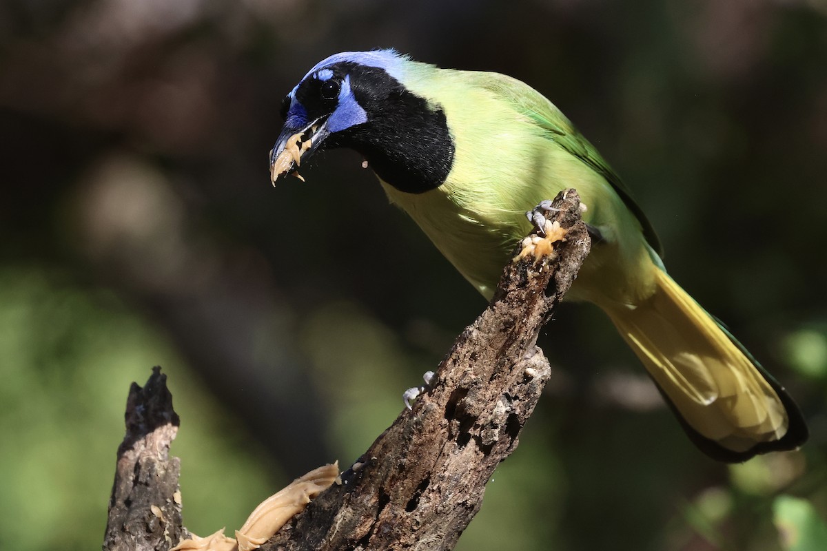 インカサンジャク - ML647797058