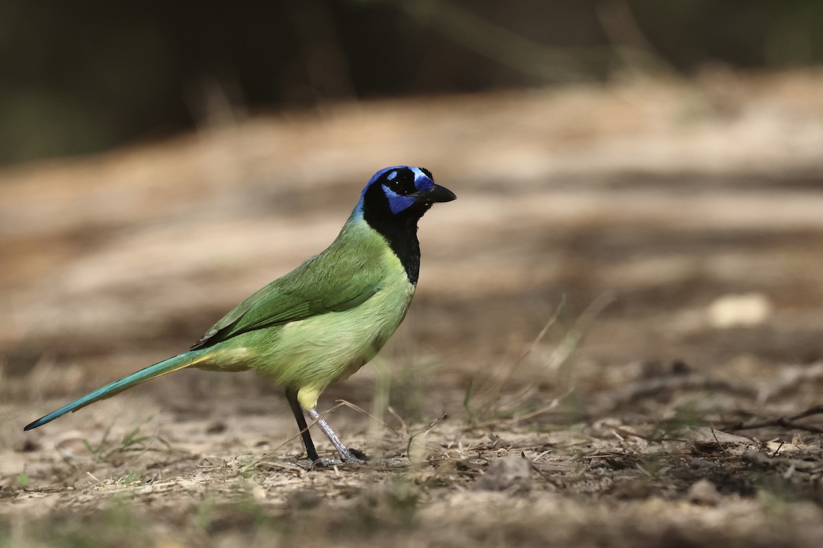 インカサンジャク - ML647797059