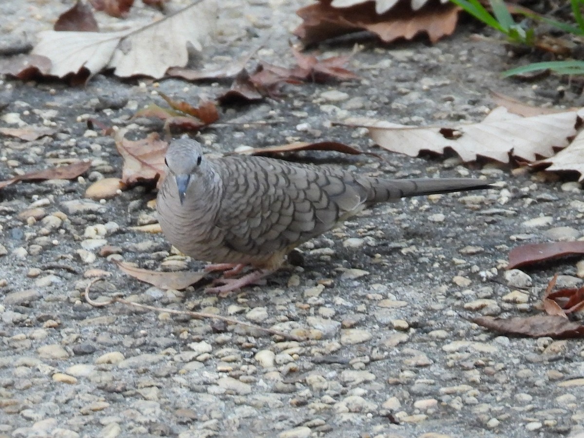 Inca Dove - ML647797110