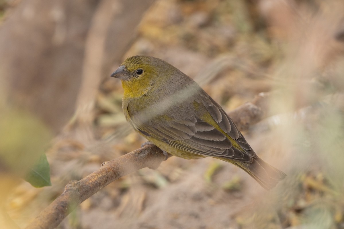 Greenish Yellow-Finch - ML647797133