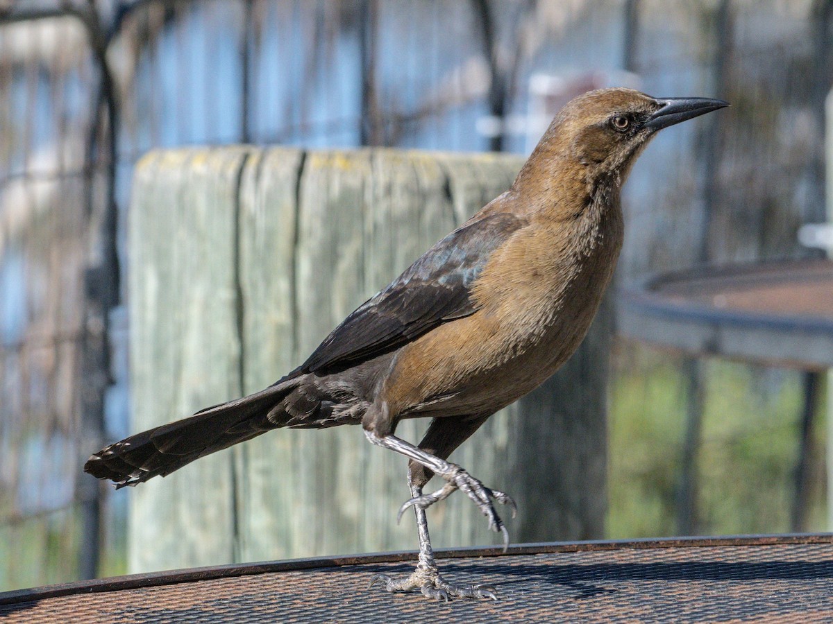 Great-tailed Grackle - ML647797135