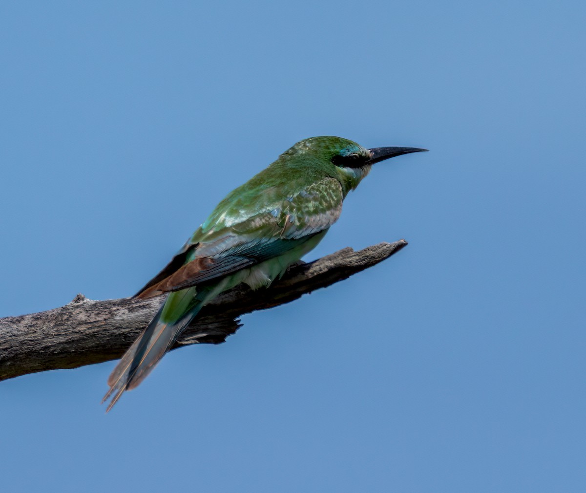 Blue-cheeked Bee-eater - ML647797146