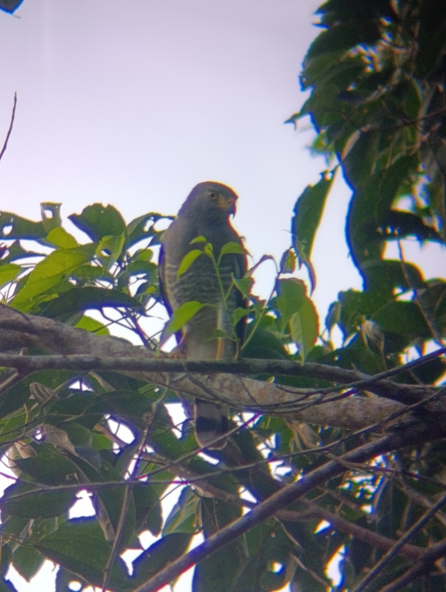 Roadside Hawk - ML647797154
