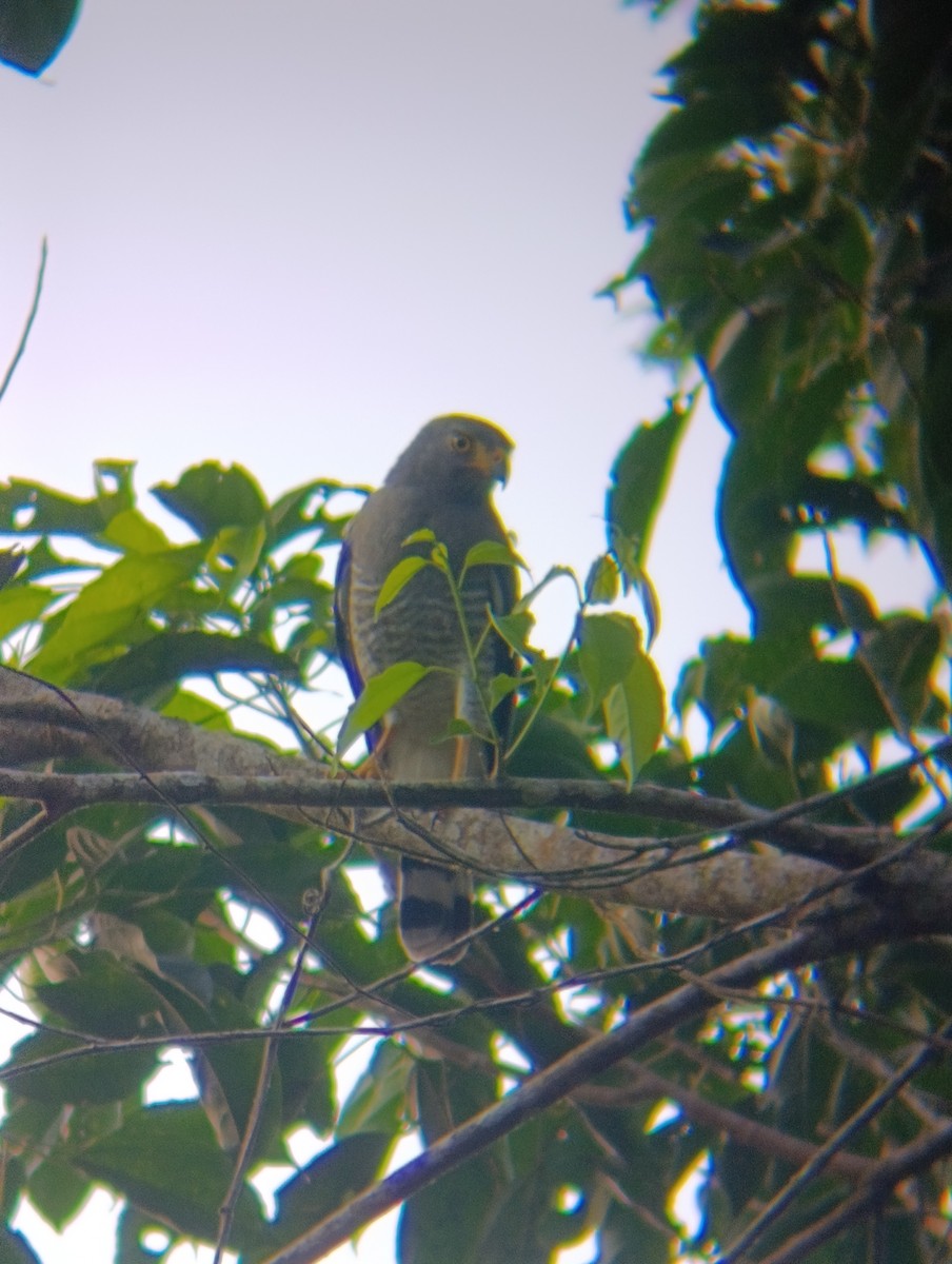 Roadside Hawk - ML647797155