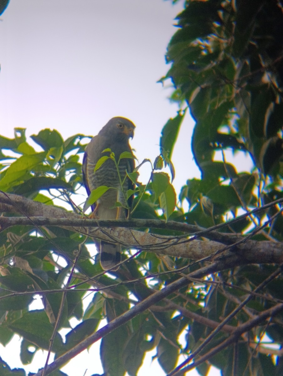 Roadside Hawk - ML647797156
