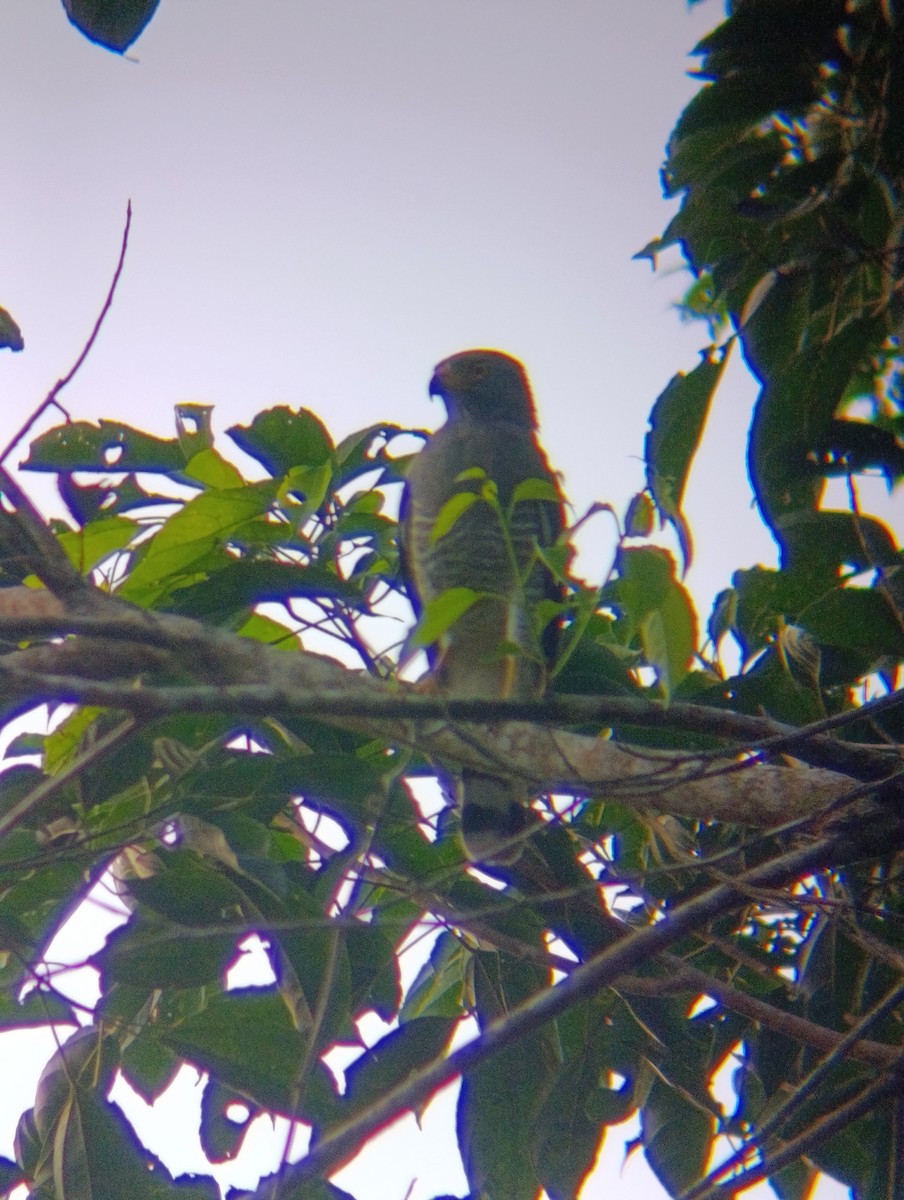 Roadside Hawk - ML647797157