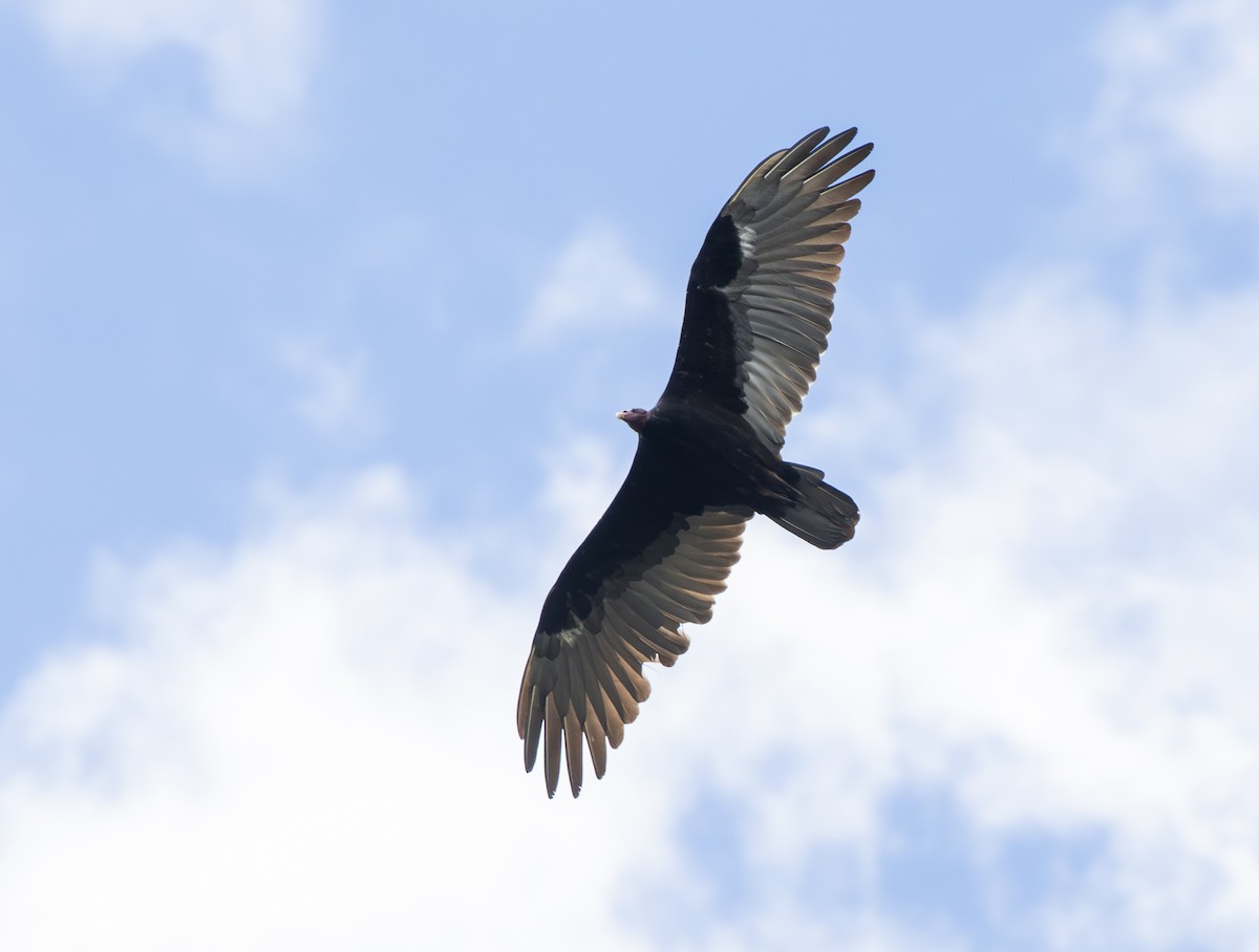 Hindi Akbabası - ML647797173