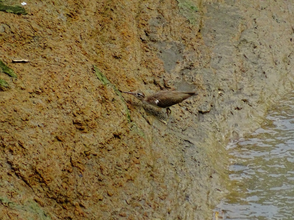 アメリカイソシギ - ML647797175