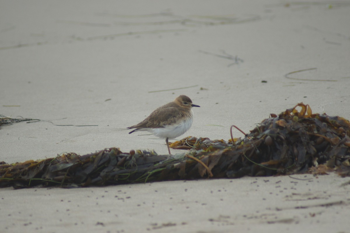 prærielo - ML647797187