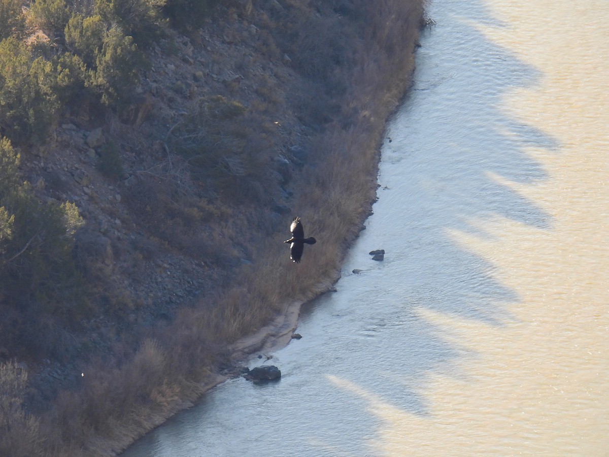 עורב שחור - ML647797188