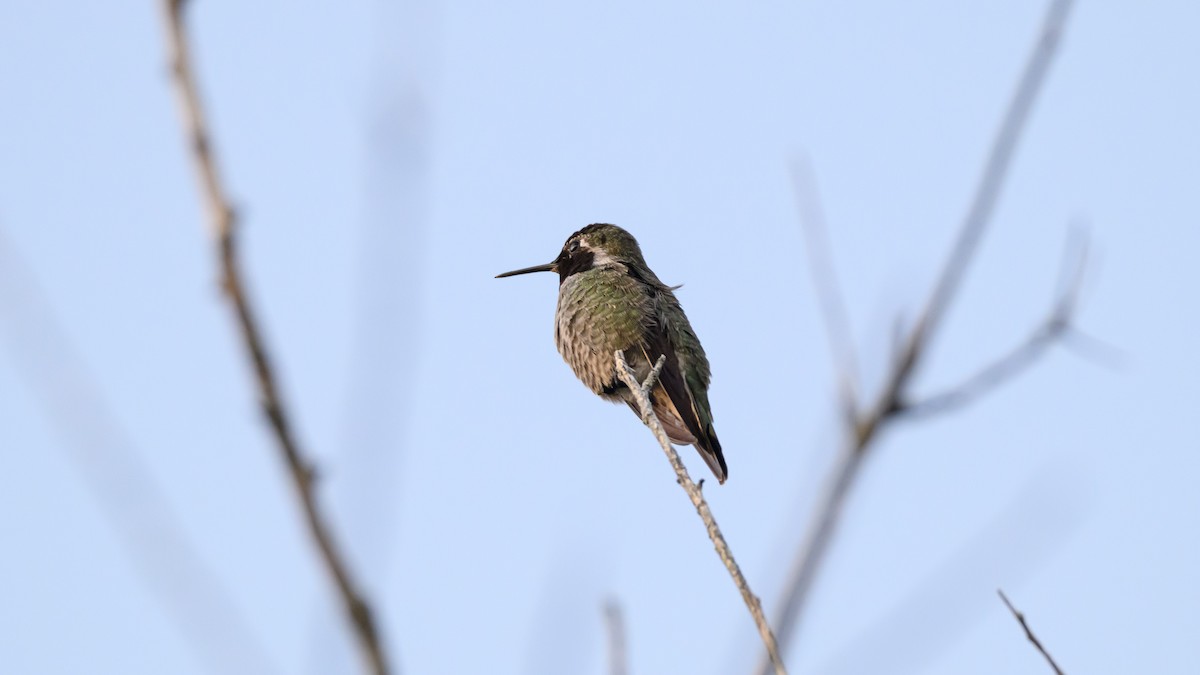 Anna's Hummingbird - ML647797207