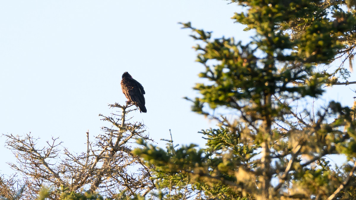 Turkey Vulture - ML647797213