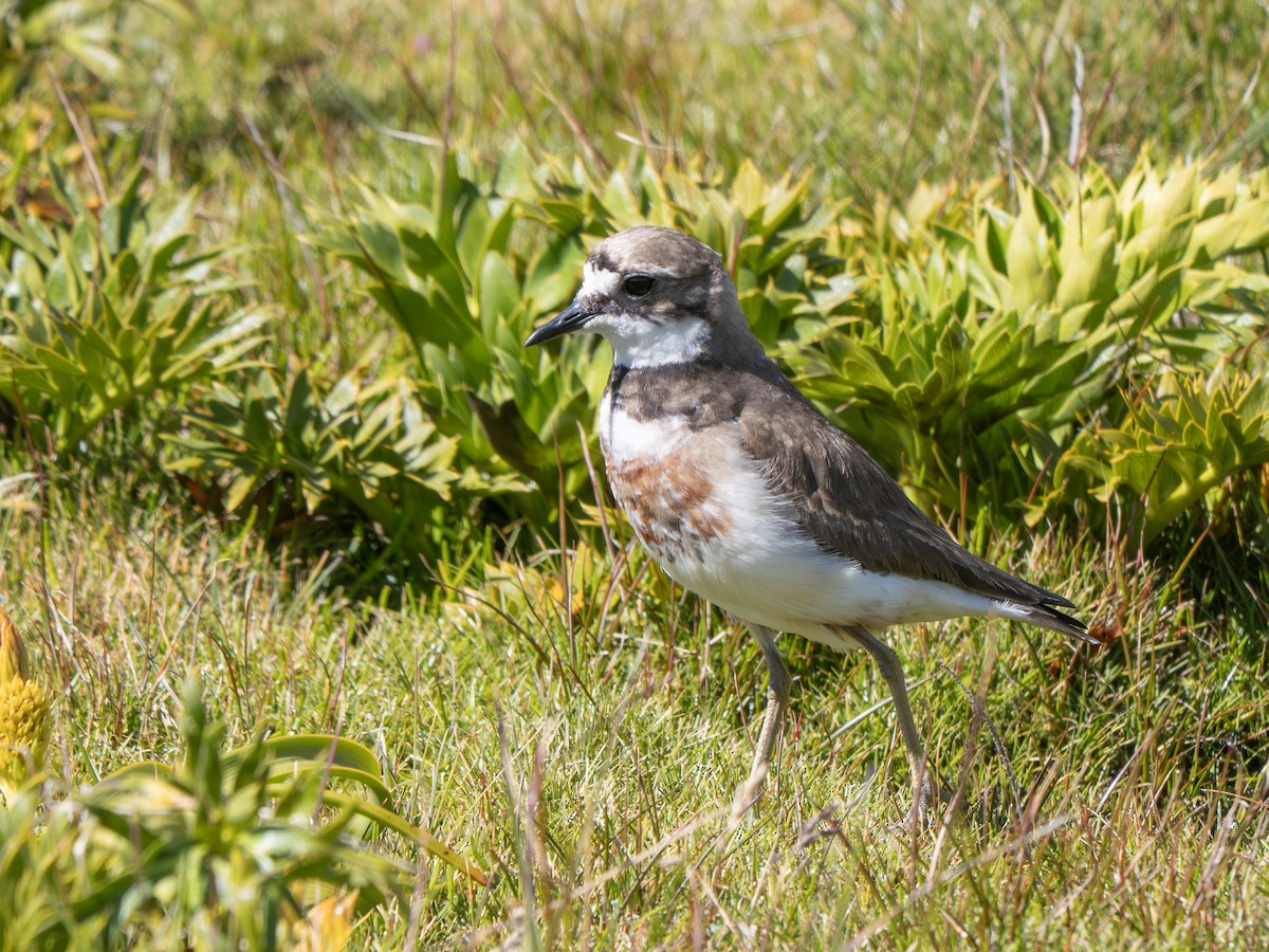 Çift Kuşaklı Cılıbıt - ML647797225