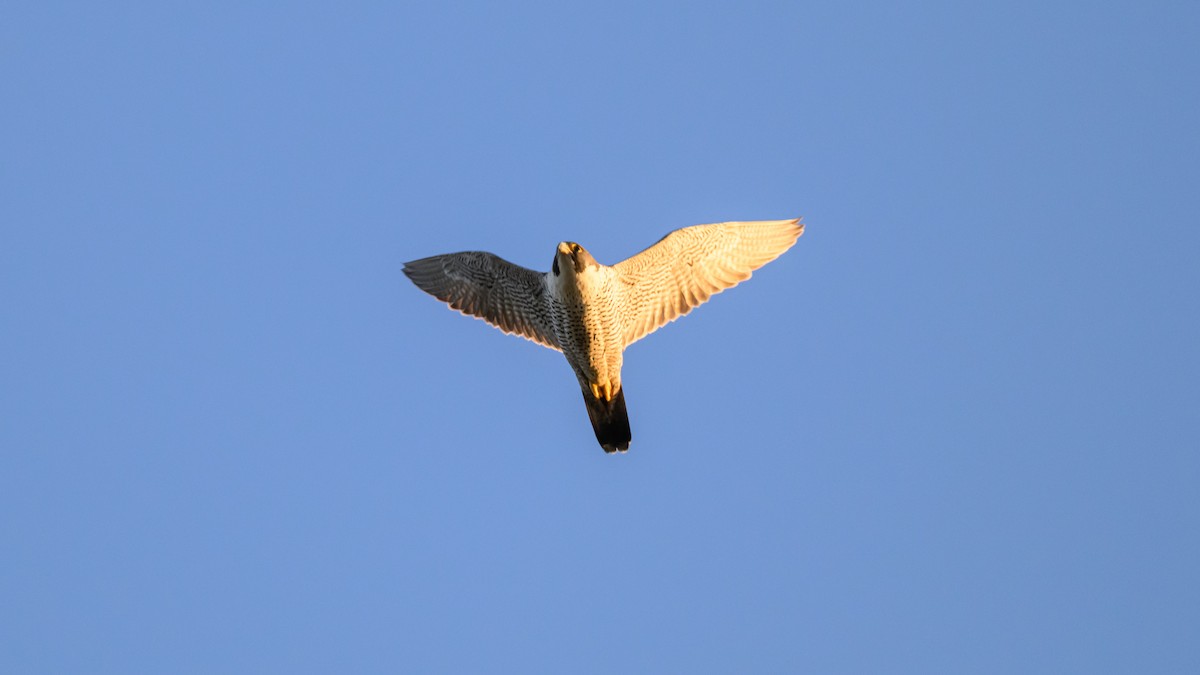 Peregrine Falcon - ML647797226