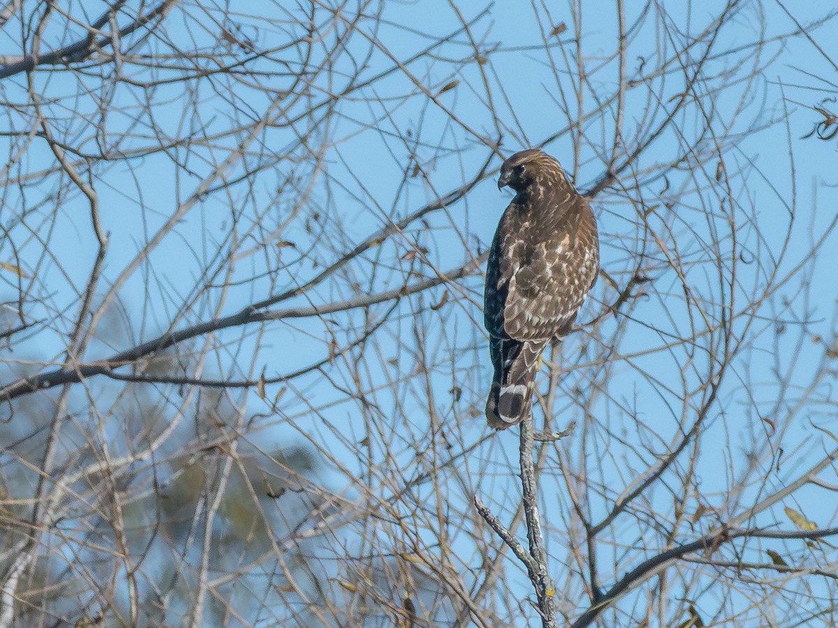 Kızıl Omuzlu Şahin - ML647797229