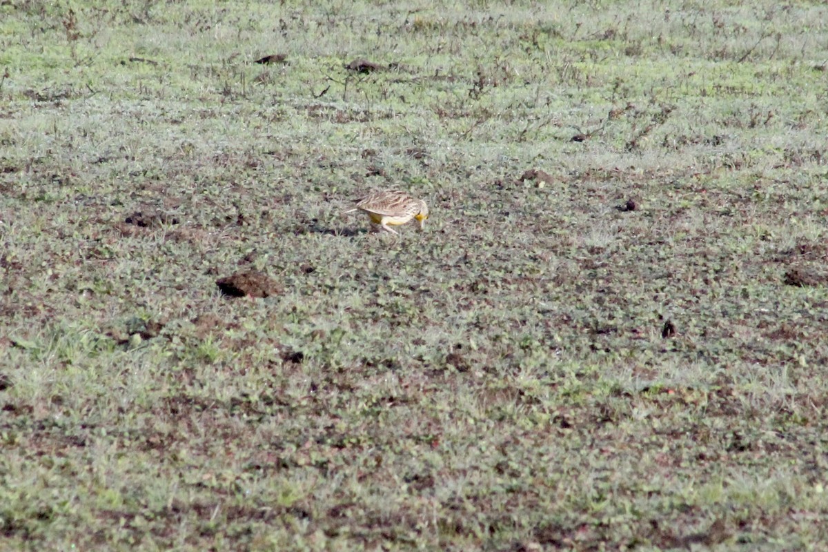 Batılı Tarlasığırcığı - ML647797230