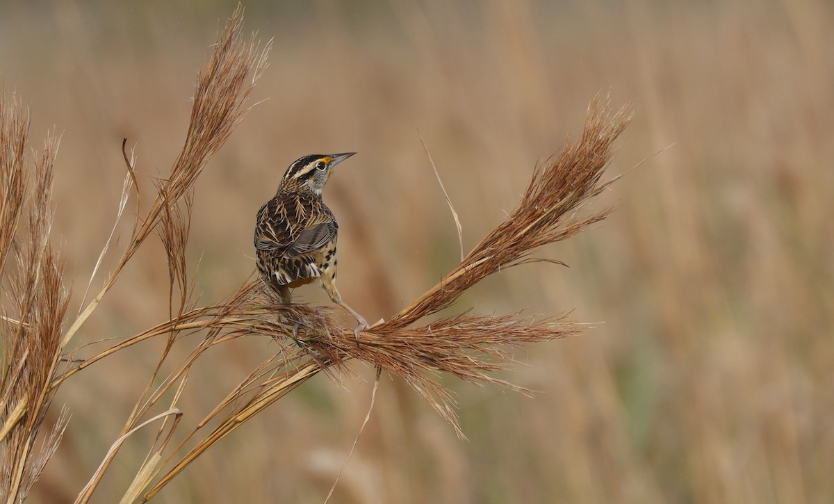 Doğulu Tarlasığırcığı - ML647797231
