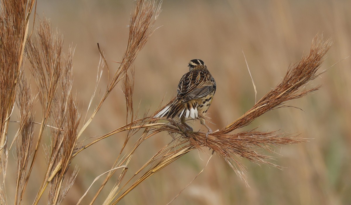 Doğulu Tarlasığırcığı - ML647797232