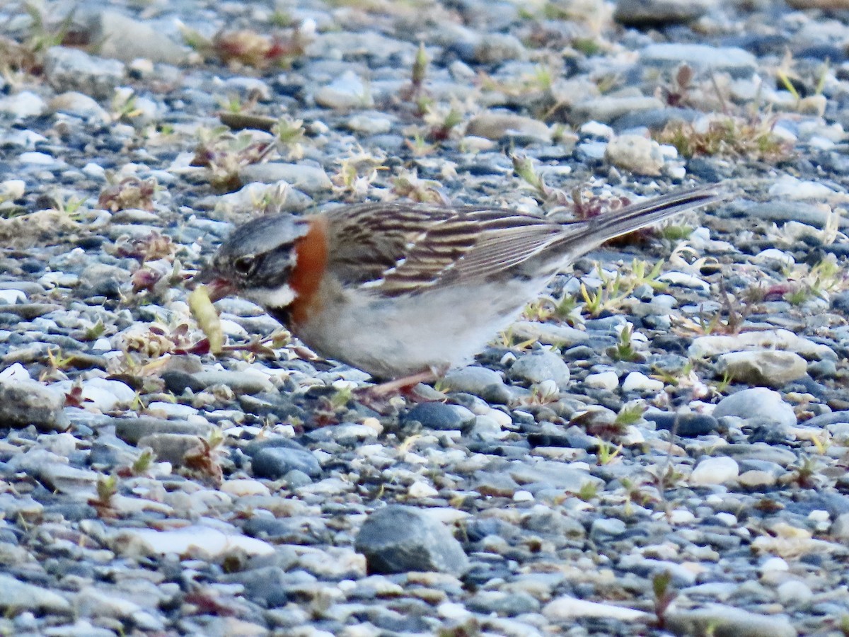 Kızıl Enseli Serçe - ML647797233