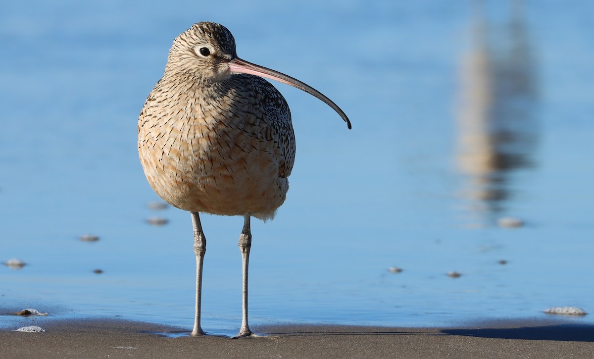 Uzun Gagalı Kervançulluğu - ML647797235