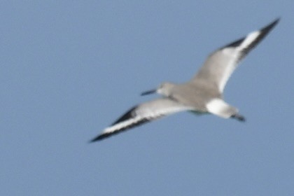 Boz Düdükçün - ML647797239