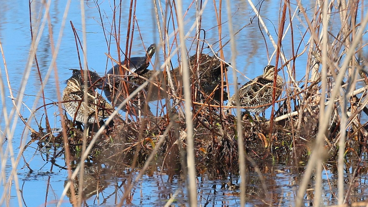 Wilson Suçulluğu - ML647797241