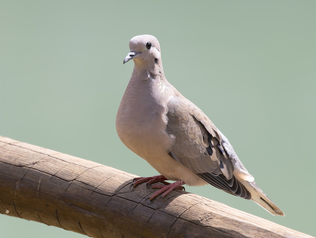 Küpeli Kumru - ML647797243