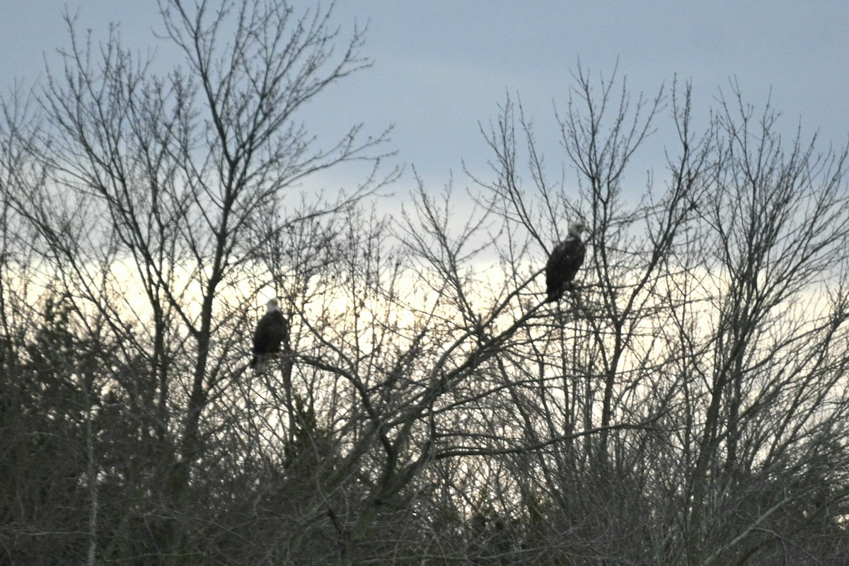 Ak Başlı Kartal - ML647797244