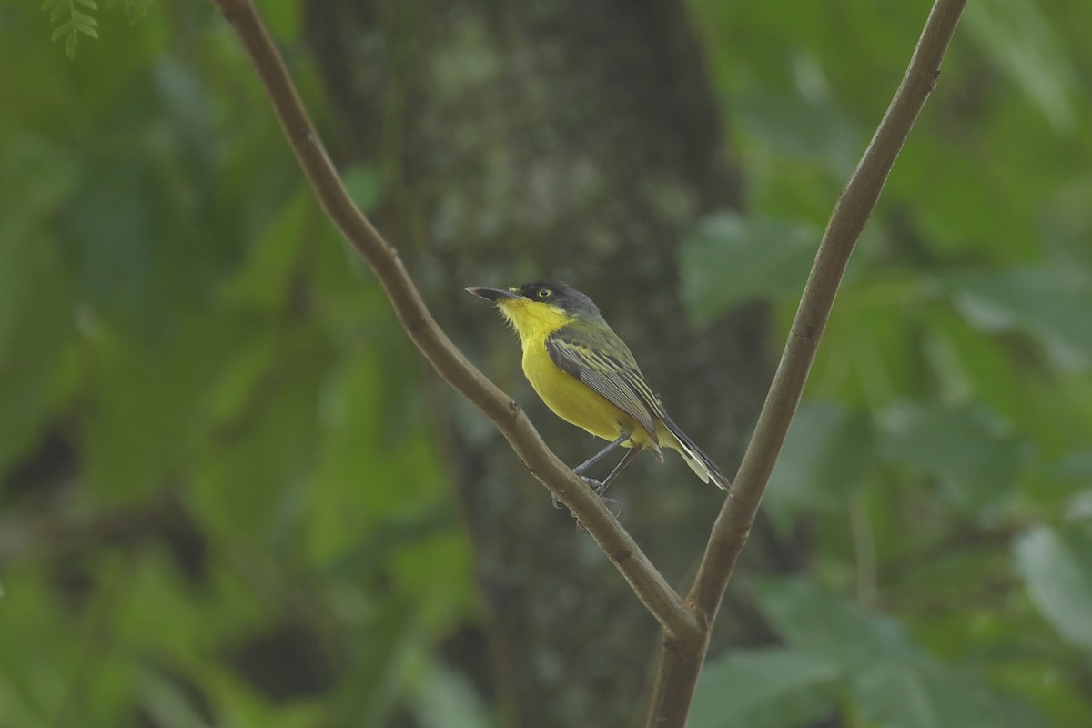 Todi Sinekkapanı - ML647797245