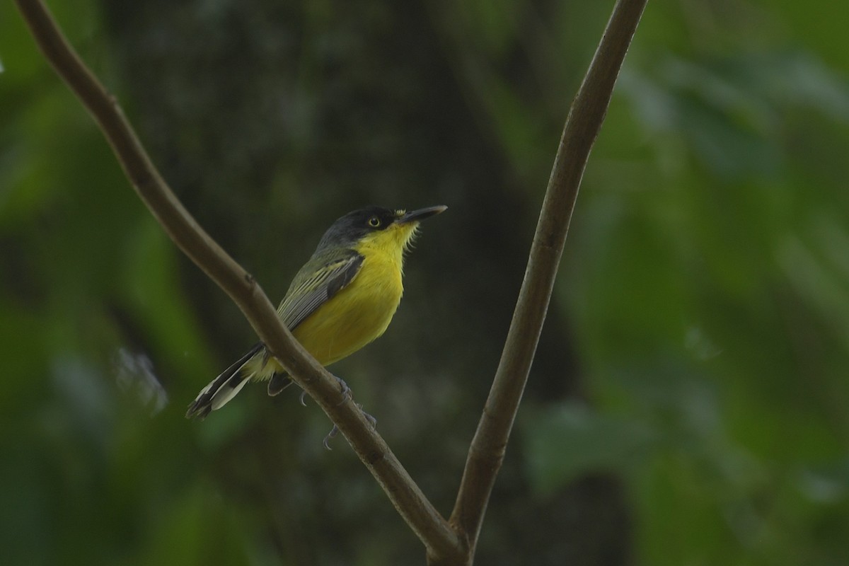 Todi Sinekkapanı - ML647797246