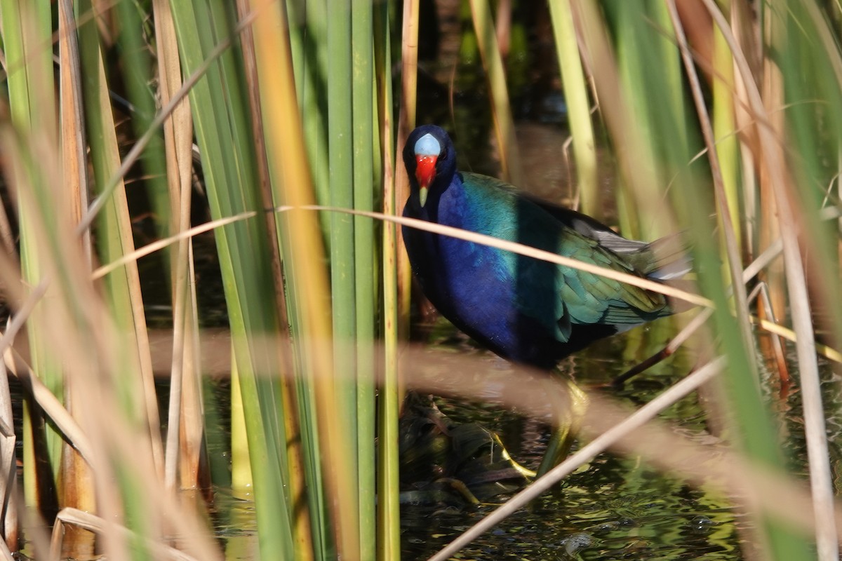 Sarı Bacaklı Sazhorozu - ML647797248